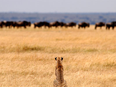 Serengeti Safari